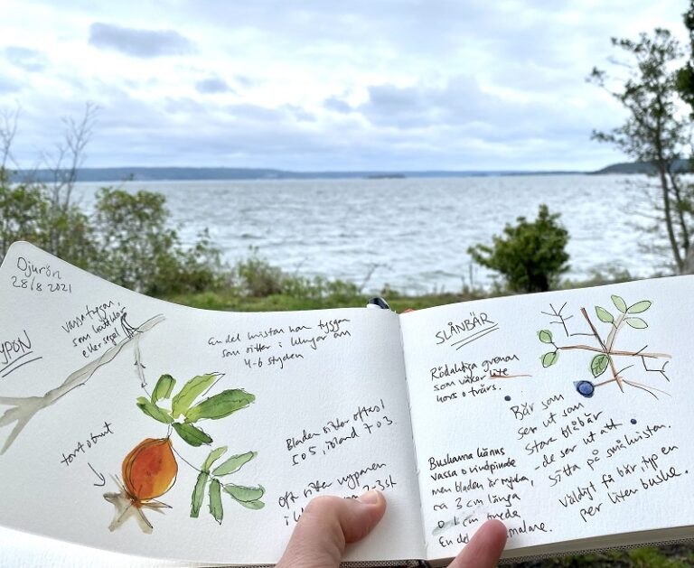 nature journaling